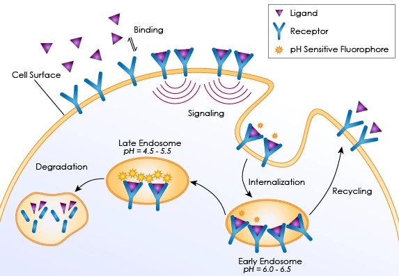 Receptor internalization assay new