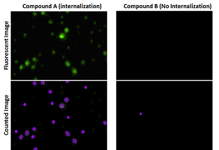 Receptor internalization fluorescent images