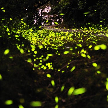 Reporter gene luminescence assays