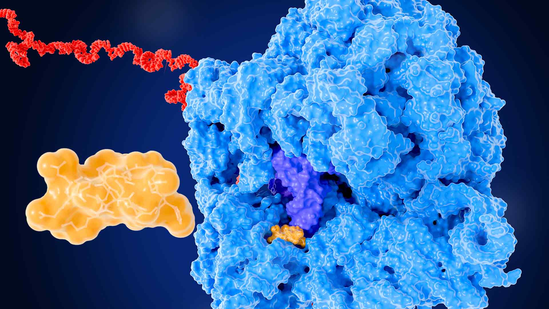 ribo seq
