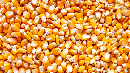 High throughput sample homogenization and RNA extraction from corn ...