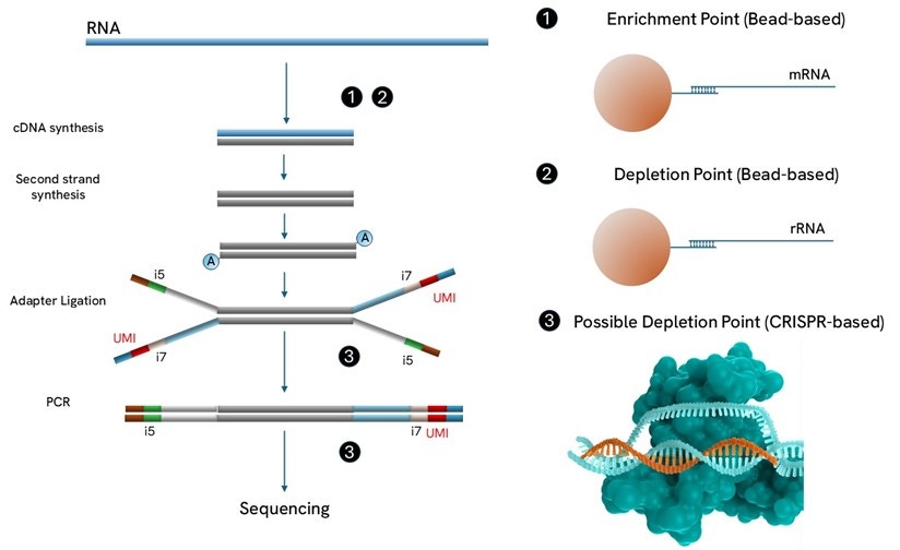 rna-seq