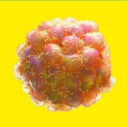 role-of-inflammation-and-Immunity