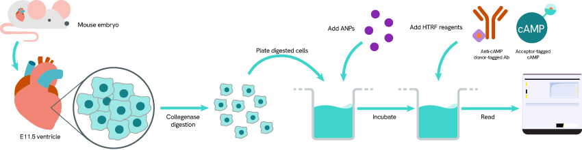 second-messenger-cardiovascular-research-blog-image3