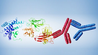 secondary antibodies proteins