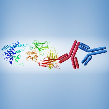 secondary antibodies proteins