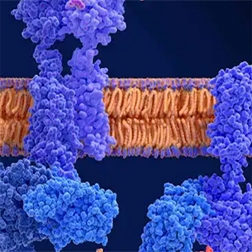sectionGPCR-252
