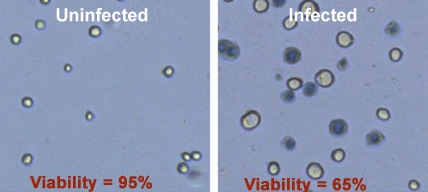 SF9 cells before and after viral infection 2 