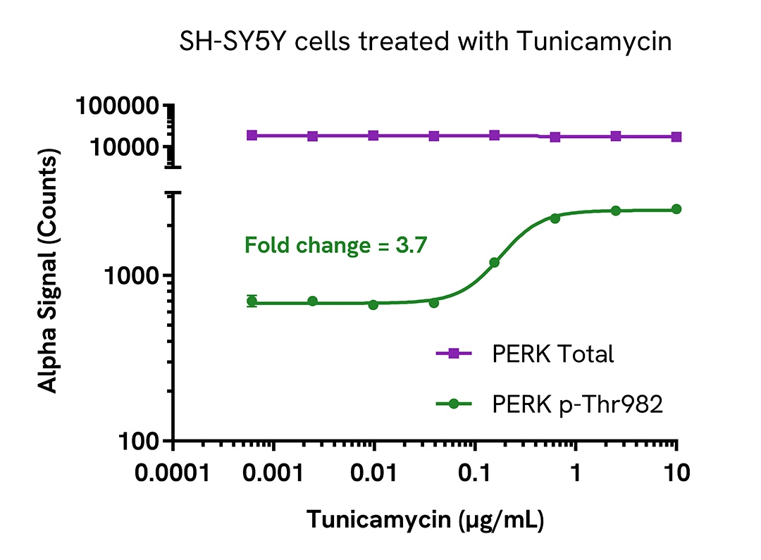 Activation of Phospho PERK (Thr982) in Tunicamycin treated cells