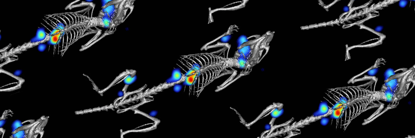 The significance of longitudinal in vivo imaging in advancing drug discovery