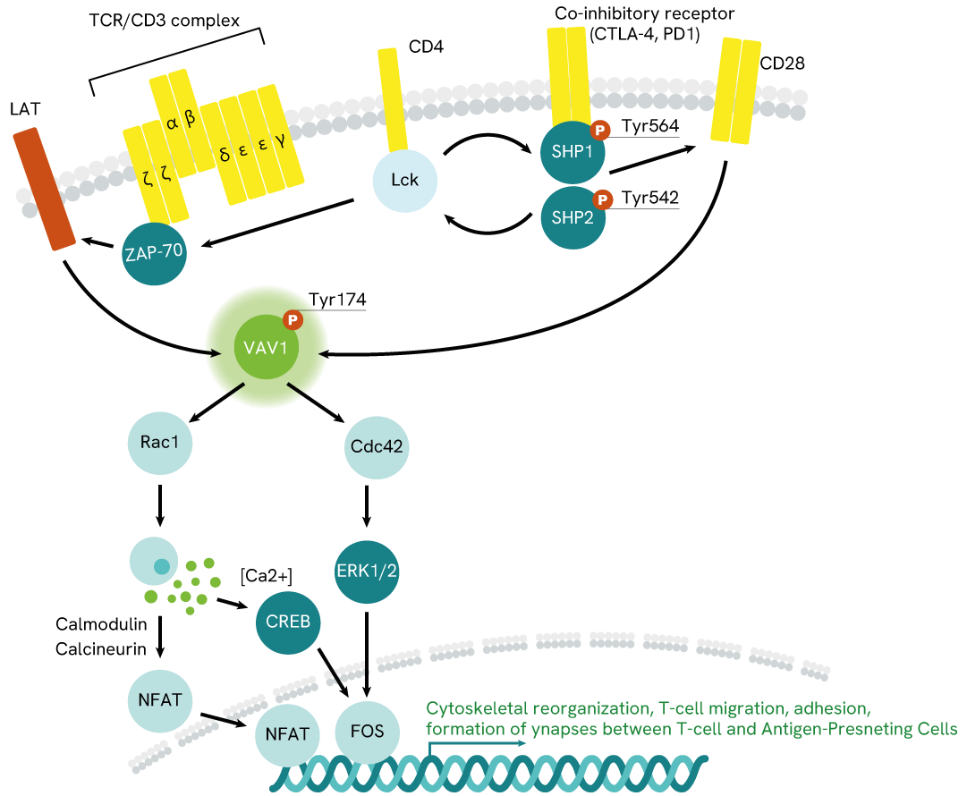 VAV1 signaling pathway