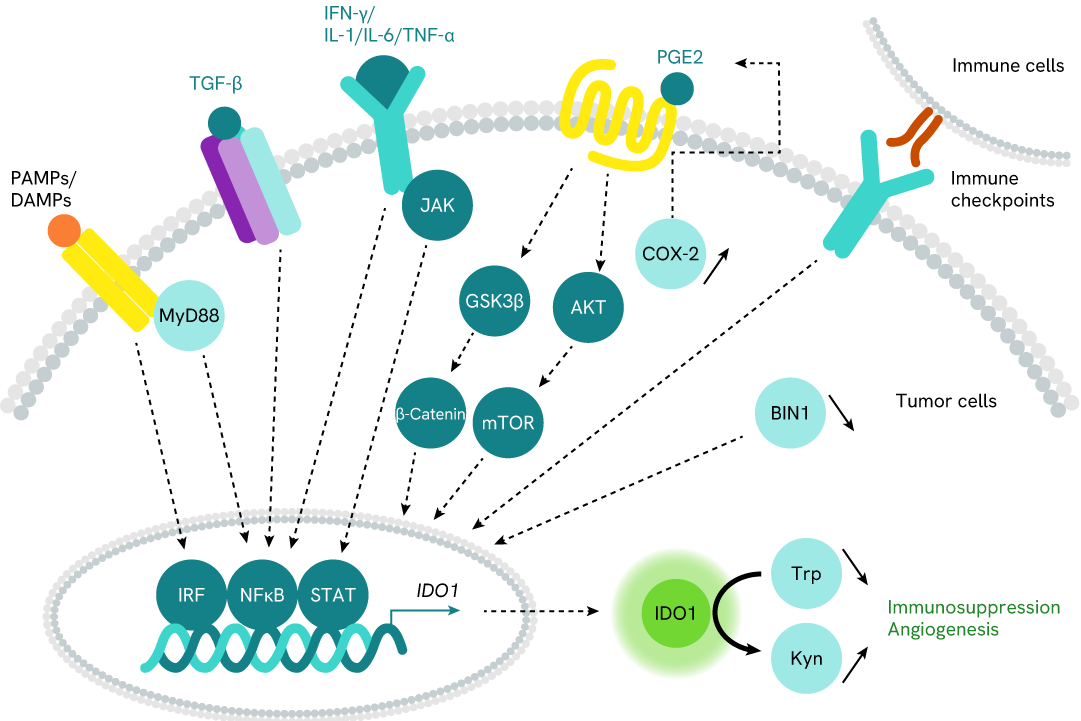 IDO1 Signaling Pathway