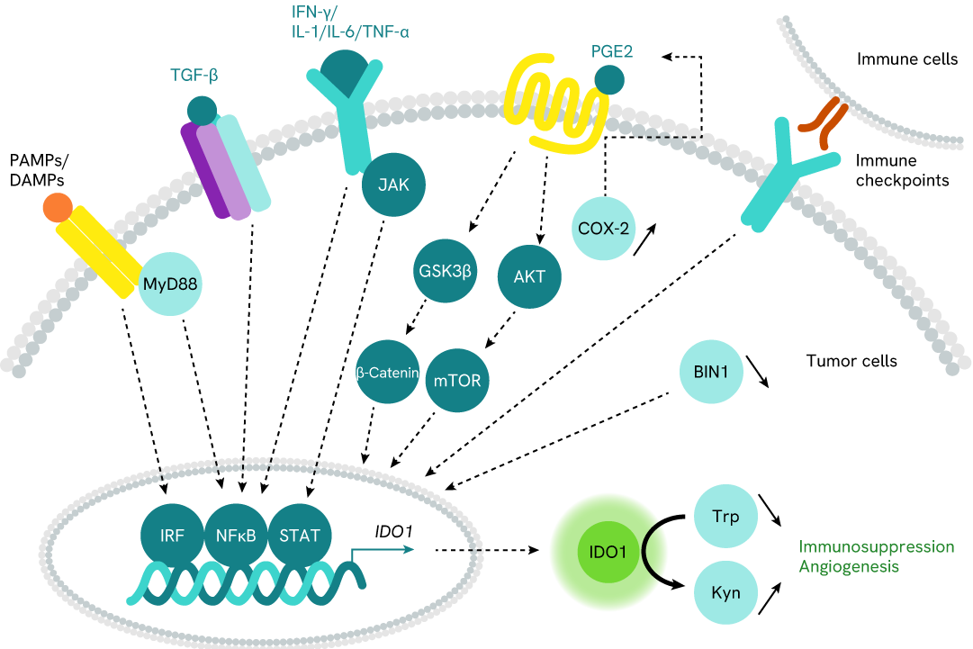 IDO1 Signaling Pathway