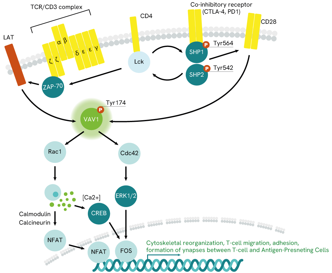 VAV1 signaling pathway 