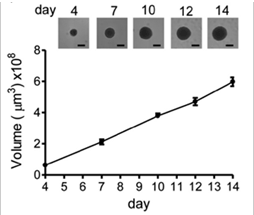 Spheroid growth curve new