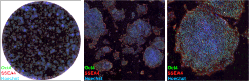 stem cell characterization