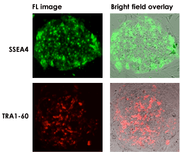 Stem cell culture analysis