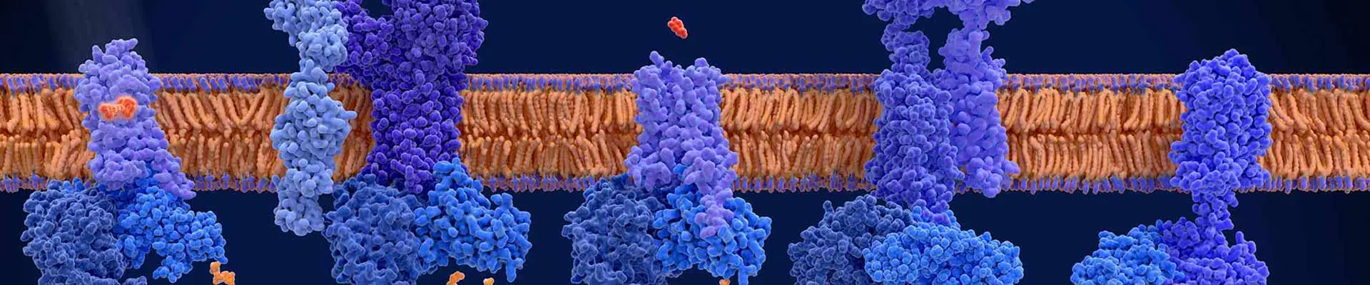 taglite-adenosine-receptor-1920x400.jpg