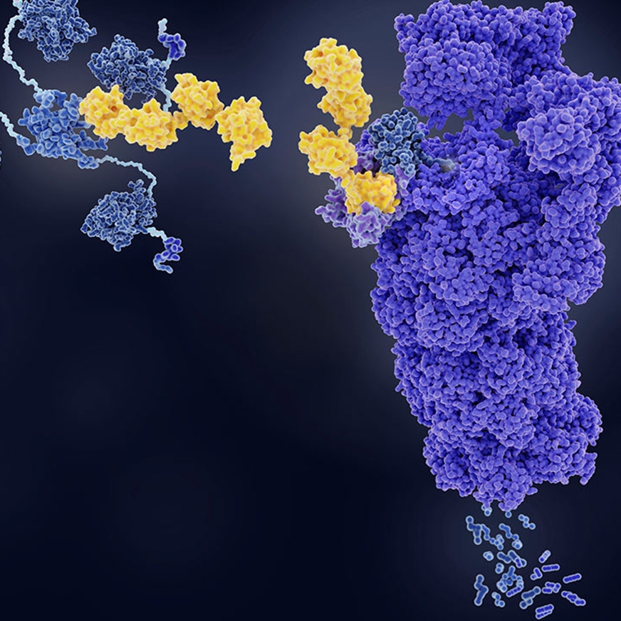 targeted protein degradation