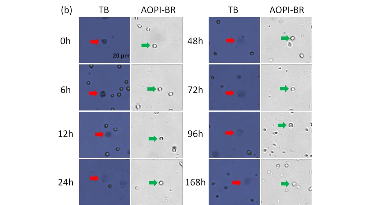 Time-course viability of room temperature-incubated Jurkat cells