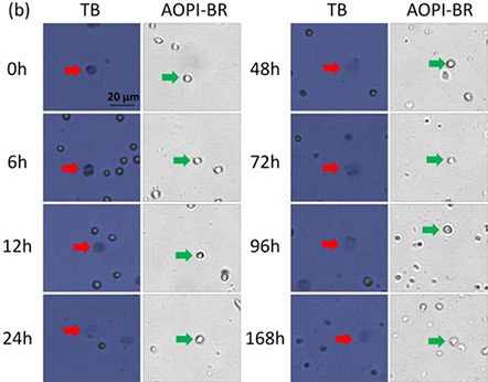 Time-course viability of room temperature-incubated Jurkat cells