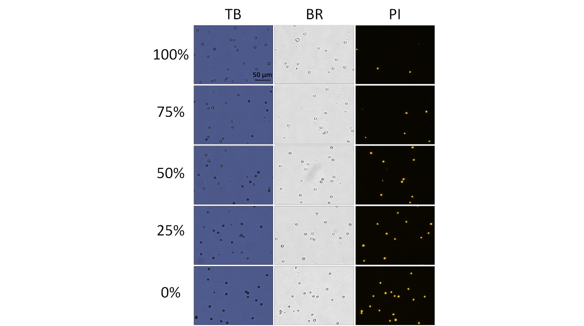  Viability comparison between heat-shocked and fresh Jurkat cells