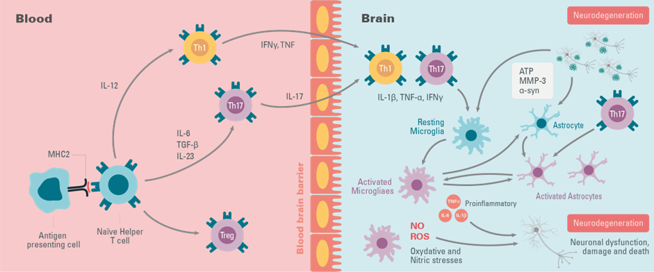 the-role-of-immune-dysregulation-image1.png