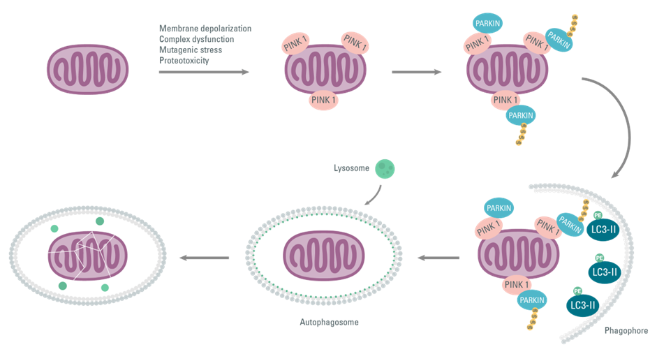 the-role-of-immune-dysregulation-image2.png