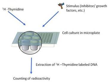 thymidine-incorporation-assays