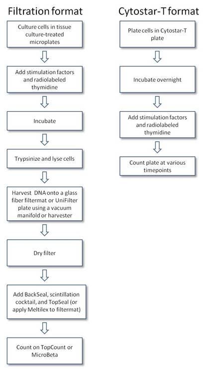 thymidine-incorporation-assays