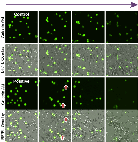 Time-Dependent Neutrophil ADCC Assay Images