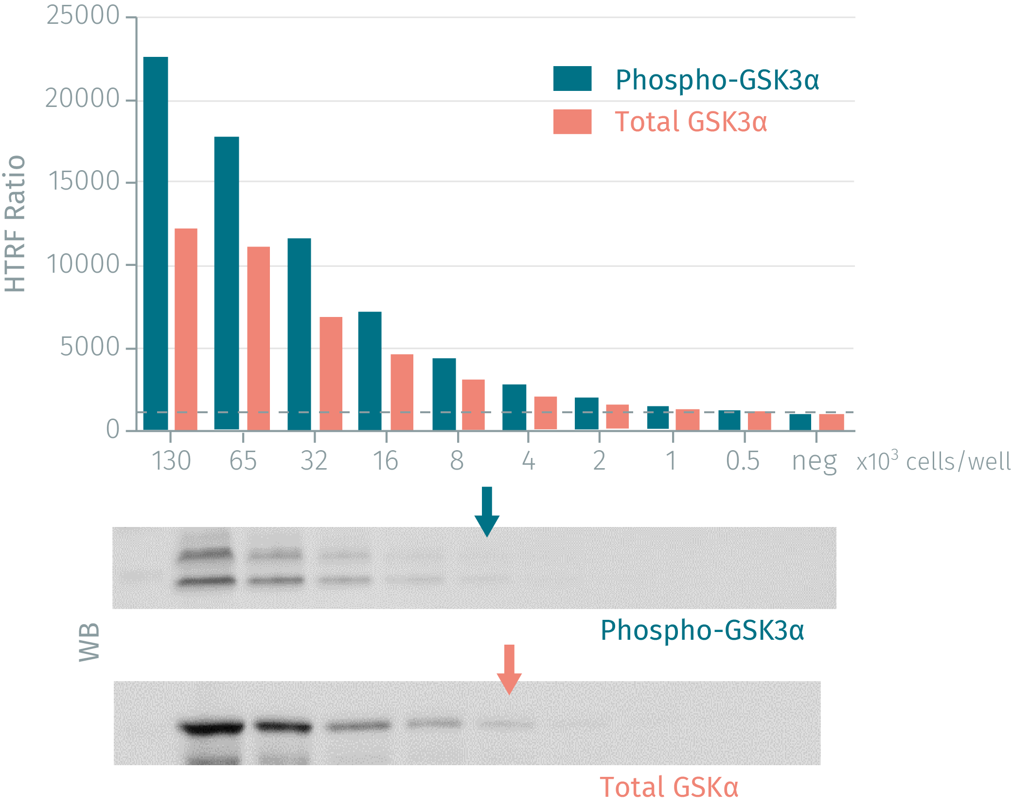 total-gsk3-alpha-cellular-kit