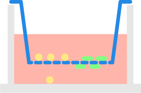 Transwell diagram