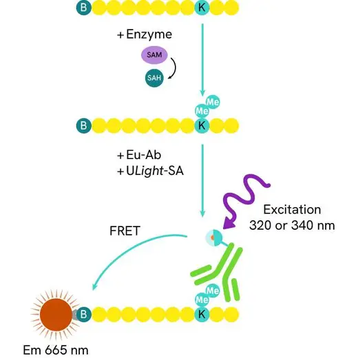 LANCE Ultra Europium H3 Lysine Antibody