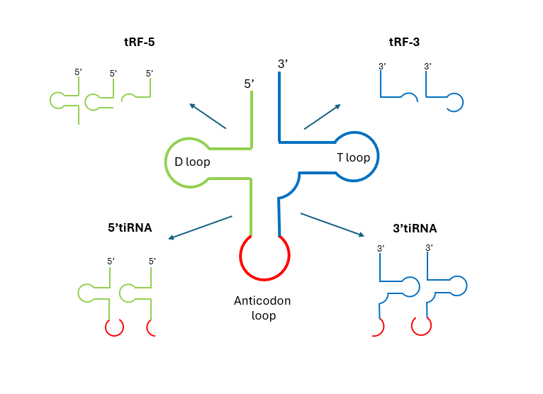 trna diagram blog