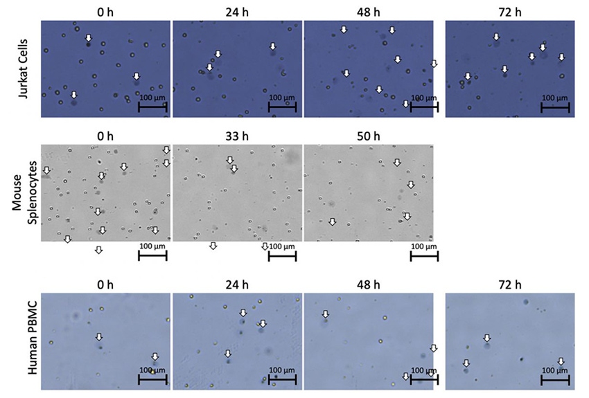 trypan-blue-morphological-changes-fig2-850x575