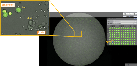 Tumor T cell whole well image