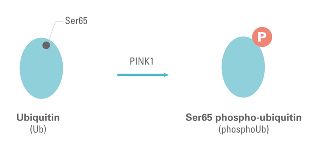 ubiquitin-ser65-triggers-the-mechanisms-of-mitophagy_image1