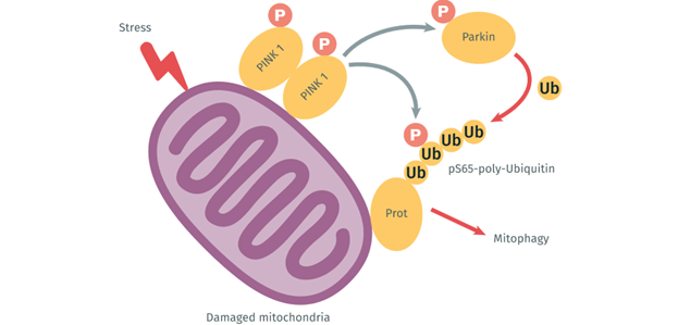 ubiquitin-ser65-triggers-the-mechanisms-of-mitophagy_image2