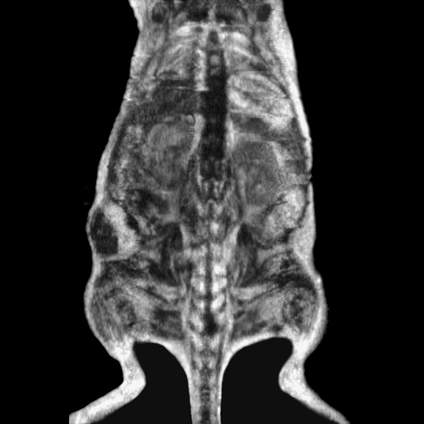 ultrasound imaging hero