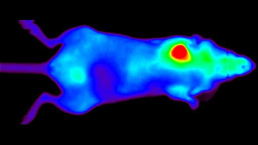 vascular-imaging-probes-oncology512x288