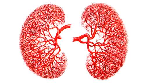 vega kidney vasculature