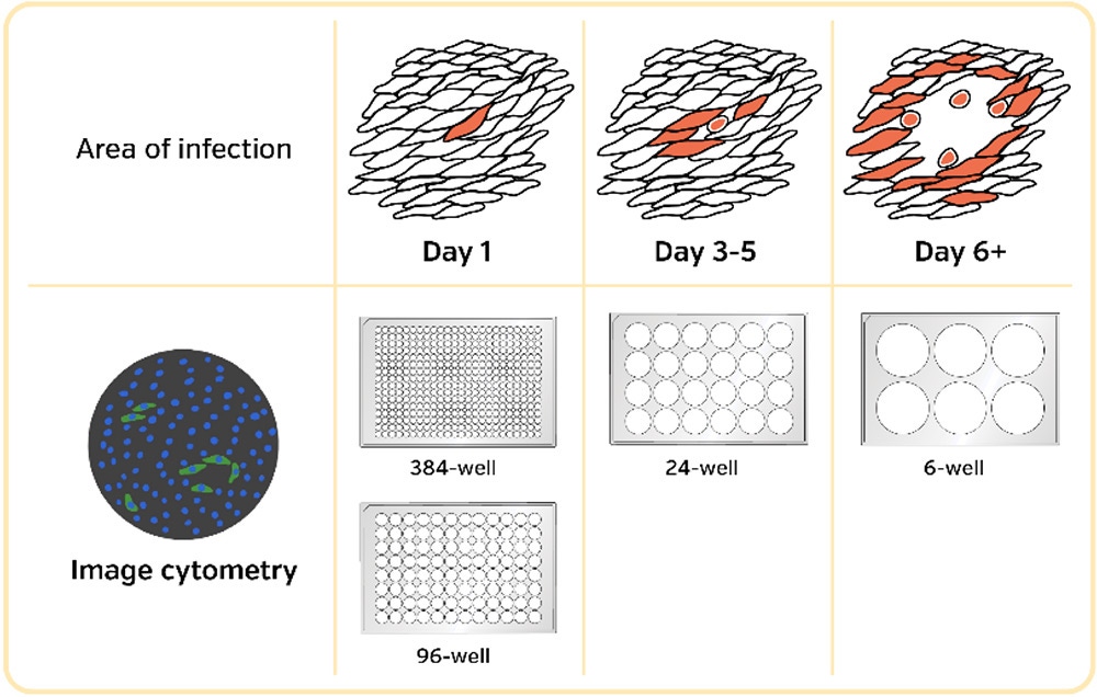 virology area of viral infection 