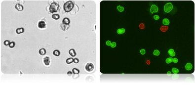 Brightfield and Fluorescent Hepatocyte Images