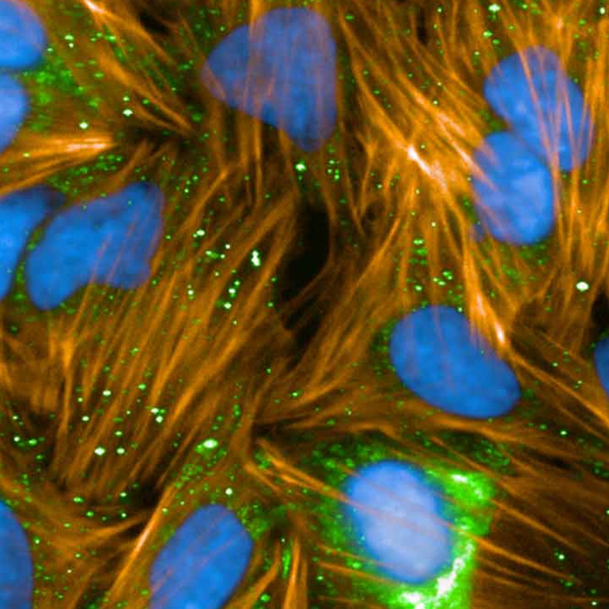 Water Immersion Objectives