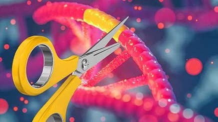 western-lightening-one-crispr512