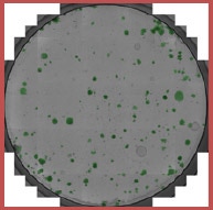 Whole well image counted colonies siRNA