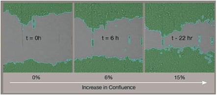 Wound healing migration assay