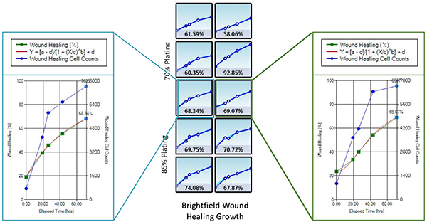 Wound healing qualification of labeled h1299 cells BF