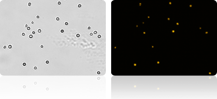 1-step yeast concentration viability